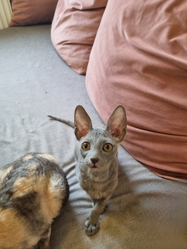 Dobrynya Elemani Dream - Kitten cornish rex 2 months 2.5 weeks