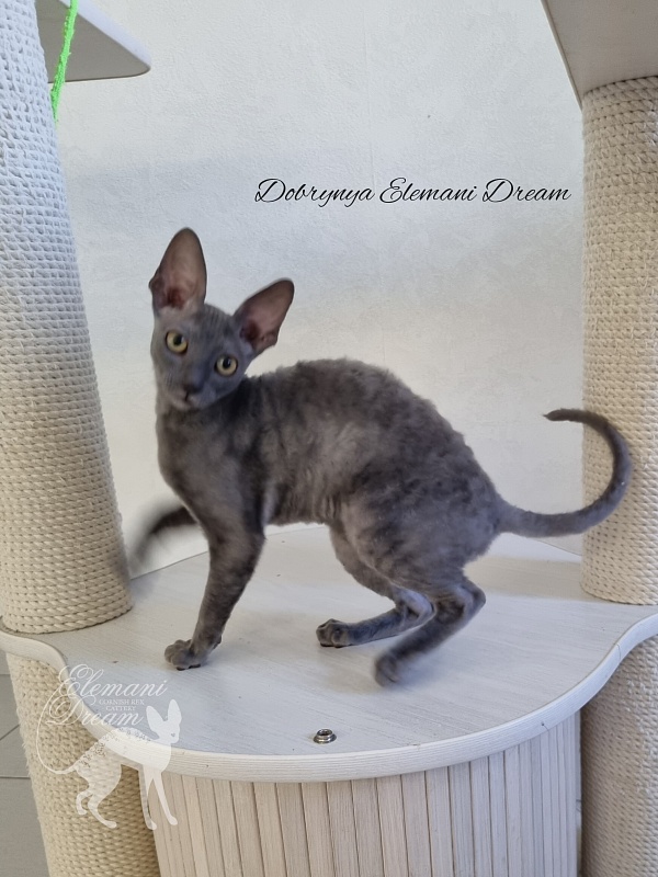 Dobrynya Elemani Dream - Kitten cornish rex 4 months