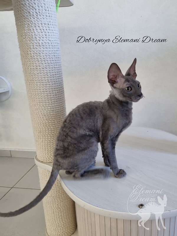 Dobrynya Elemani Dream - Kitten cornish rex 4 months