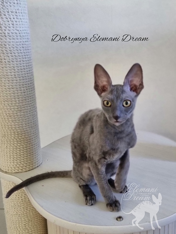 Dobrynya Elemani Dream - Kitten cornish rex 4 months