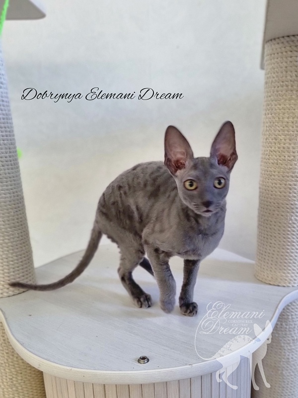 Dobrynya Elemani Dream - Kitten cornish rex 4 months
