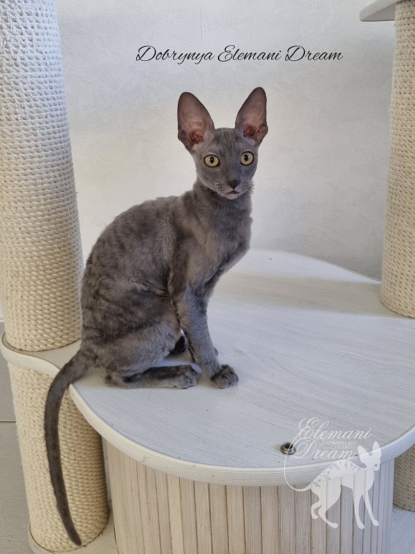 Dobrynya Elemani Dream - Kitten cornish rex 4 months