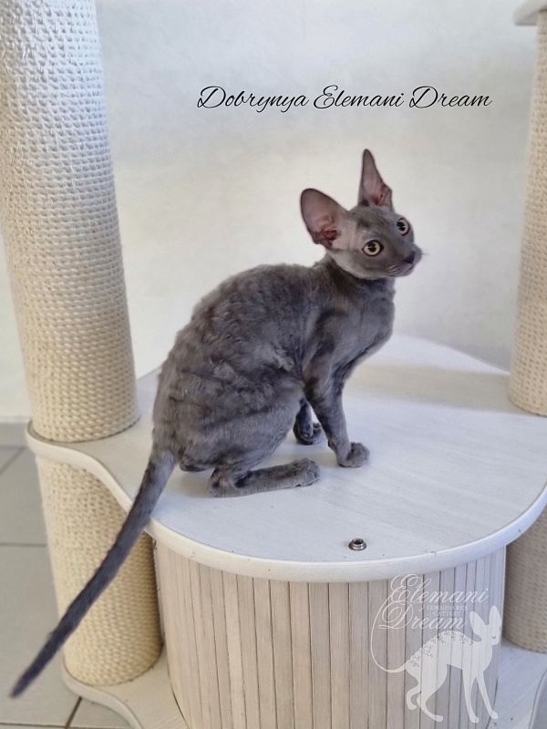 Dobrynya Elemani Dream - Kitten cornish rex 4 months