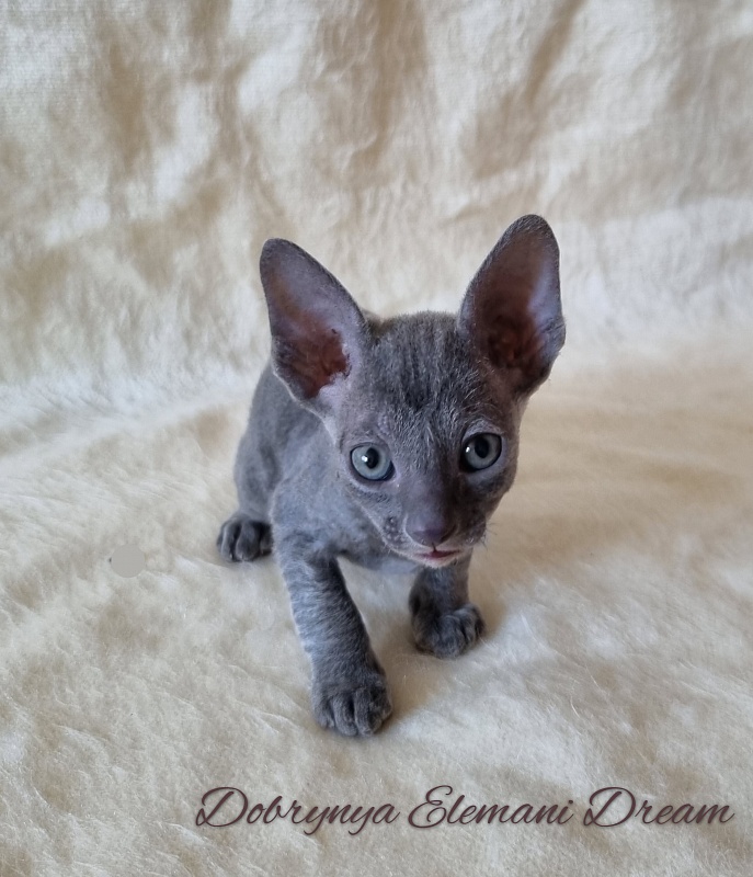 Dobrynya Elemani Dream - Kitten cornish rex 1 month 0.5 weeks