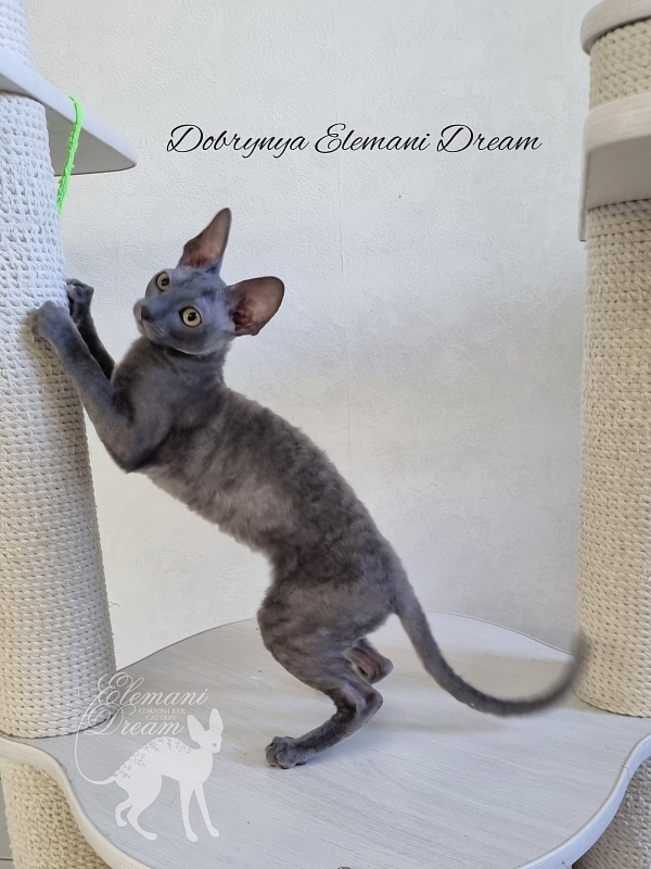 Dobrynya Elemani Dream - Kitten cornish rex 4 months