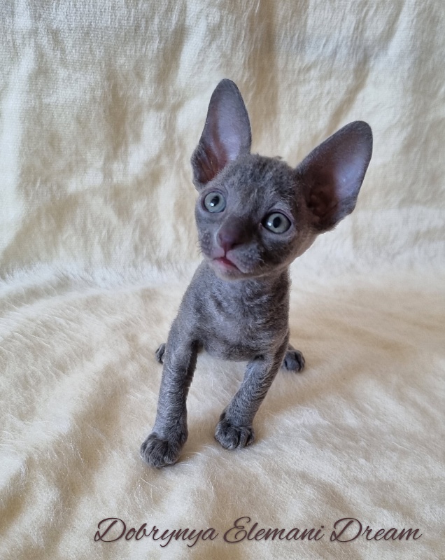 Dobrynya Elemani Dream - Kitten cornish rex 1 month 0.5 weeks