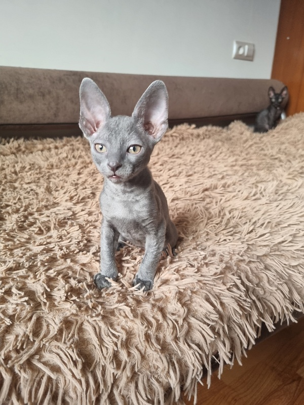 Dobrynya Elemani Dream - Kitten cornish rex 1 month 3.5 weeks