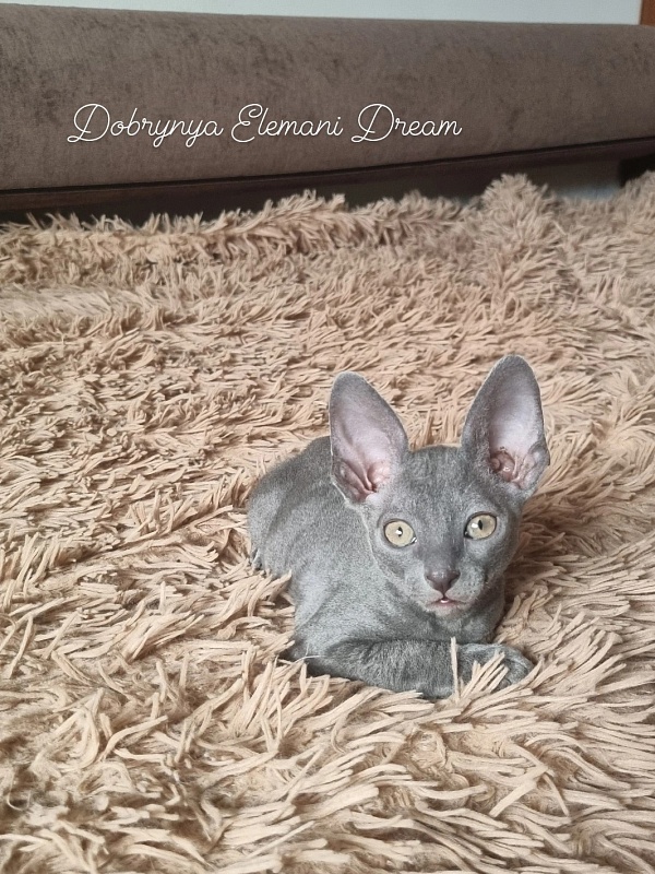 Dobrynya Elemani Dream - Kitten cornish rex 1 month 3.5 weeks