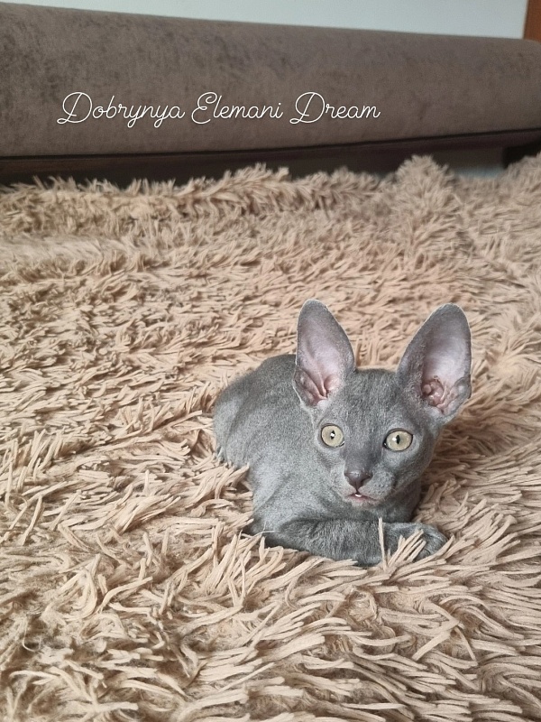 Dobrynya Elemani Dream - Kitten cornish rex 1 month 3.5 weeks