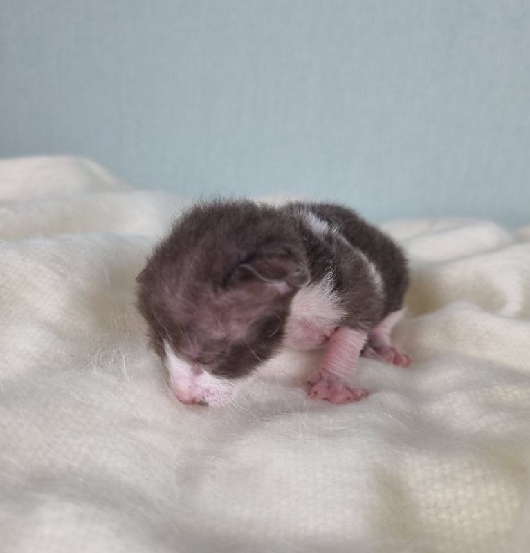Din'-Din' Elemani Dream - Kitten cornish rex 1 week