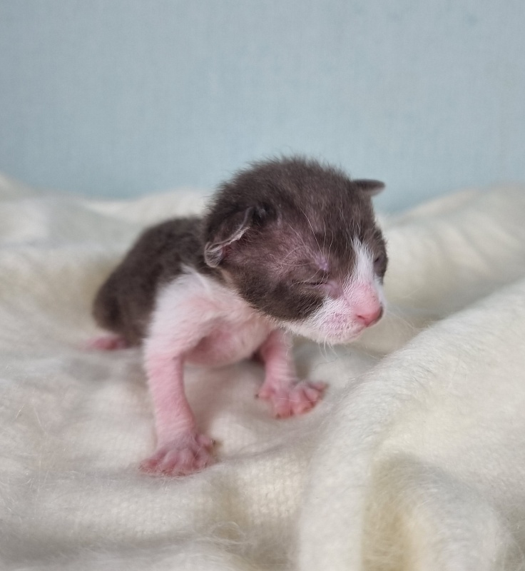 Din'-Din' Elemani Dream - Kitten cornish rex 1 week