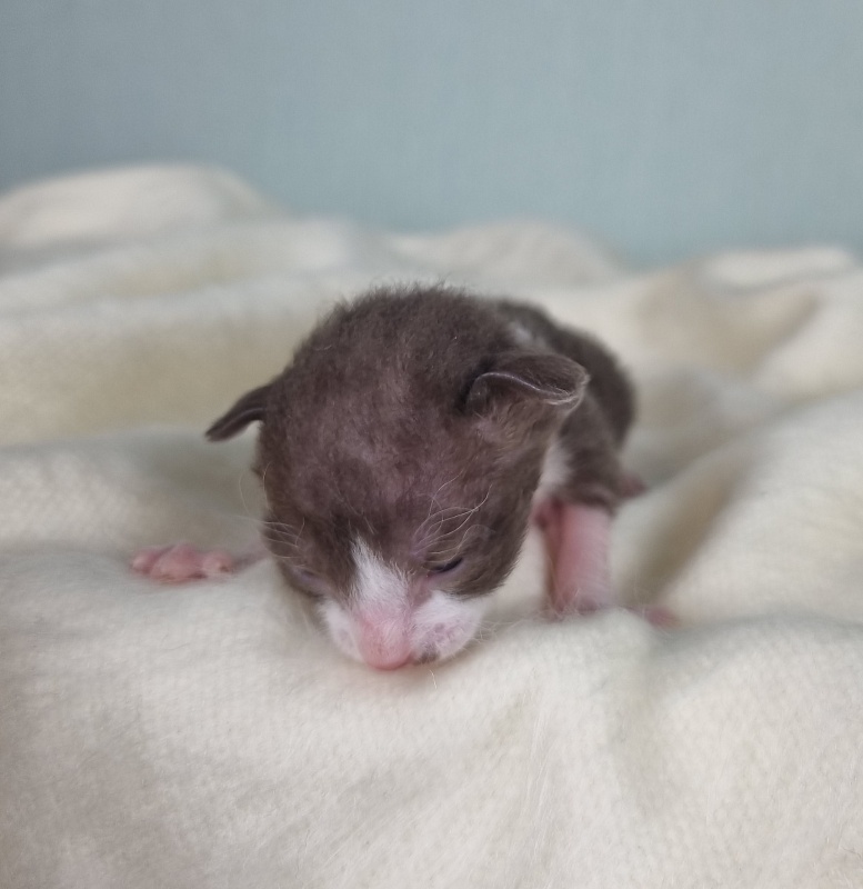 Din'-Din' Elemani Dream - Kitten cornish rex 1 week