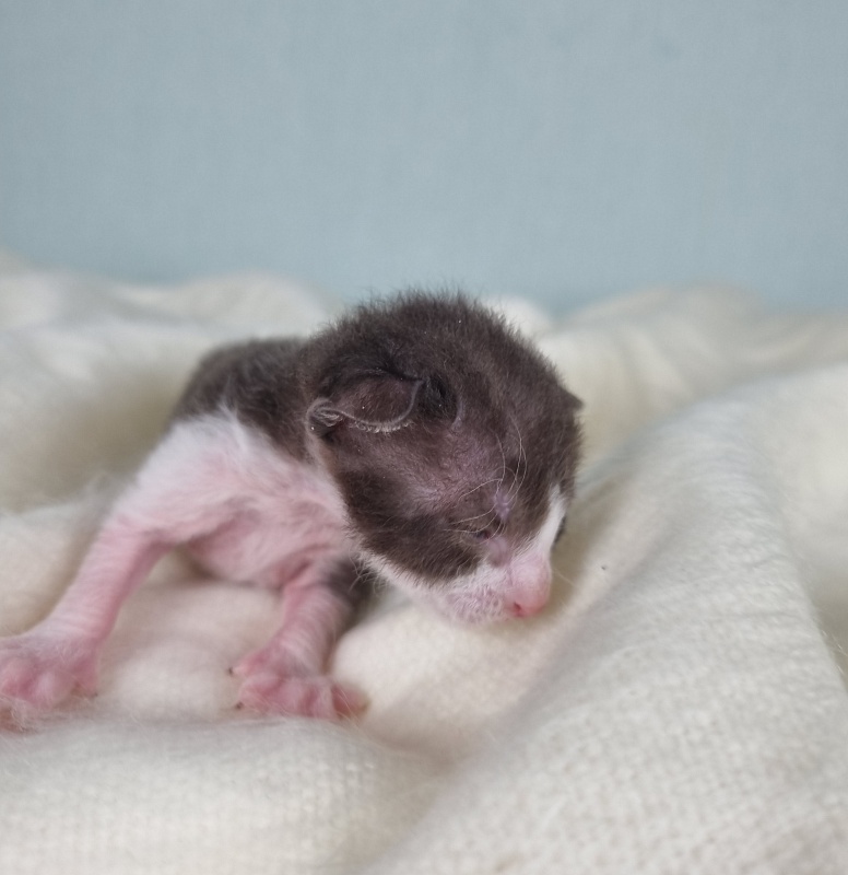 Din'-Din' Elemani Dream - Kitten cornish rex 1 week