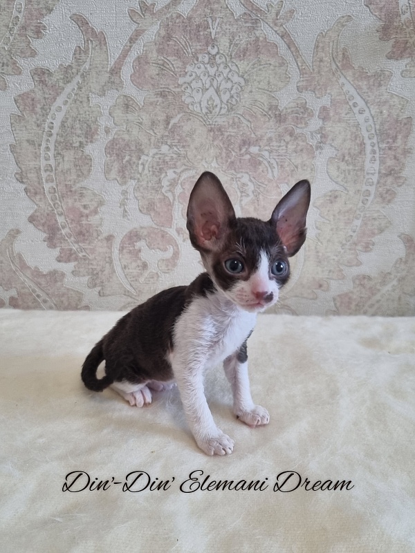 Din'-Din' Elemani Dream - Kitten cornish rex 1 month 0.5 weeks