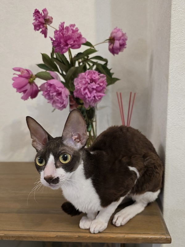 Din'-Din' Elemani Dream - Adult cornish rex 1 year 2 months 3.5 weeks