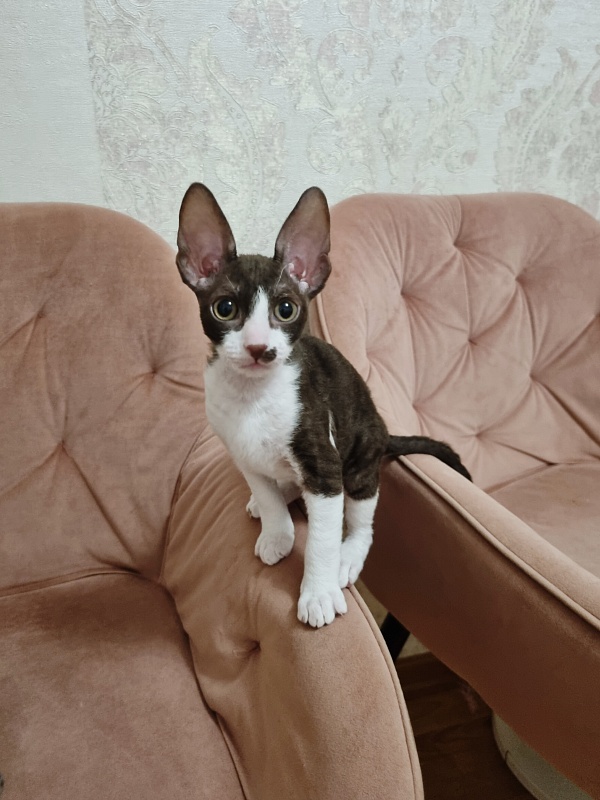 Din'-Din' Elemani Dream - Kitten cornish rex 2 months 1.5 week
