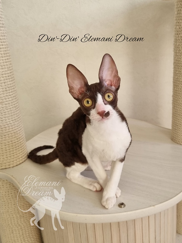 Din'-Din' Elemani Dream - Kitten cornish rex 4 months