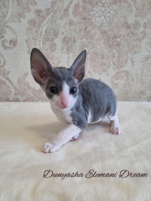 Dunyasha Elemani Dream - Котенок корниш-рекс 1 месяц 0,5 недель