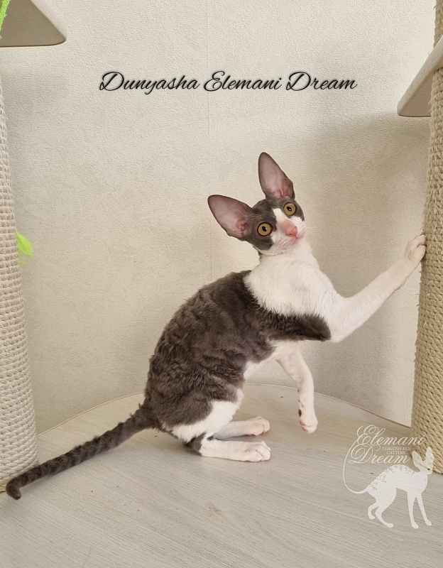 Dunyasha Elemani Dream - Котенок корниш-рекс 4 месяца