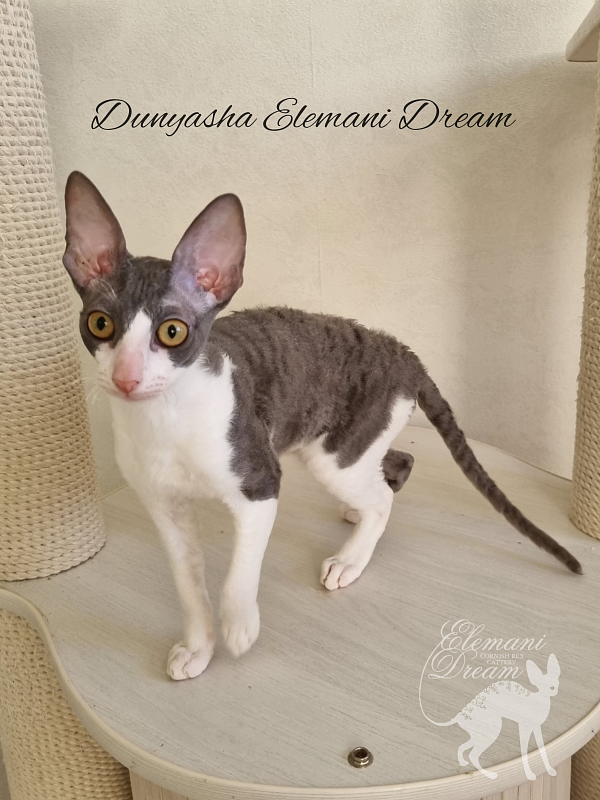 Dunyasha Elemani Dream - Котенок корниш-рекс 4 месяца