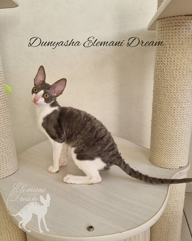 Dunyasha Elemani Dream - Котенок корниш-рекс 4 месяца