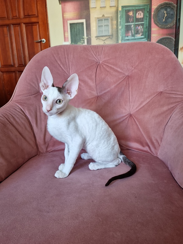 E-Dobrynya Nikitich Elemani Dream - Kitten cornish rex 3 months 0.5 weeks