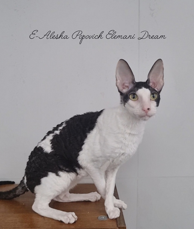 E-Alesha Popovich Elemani Dream - Junior cornish rex 8 months 3 weeks