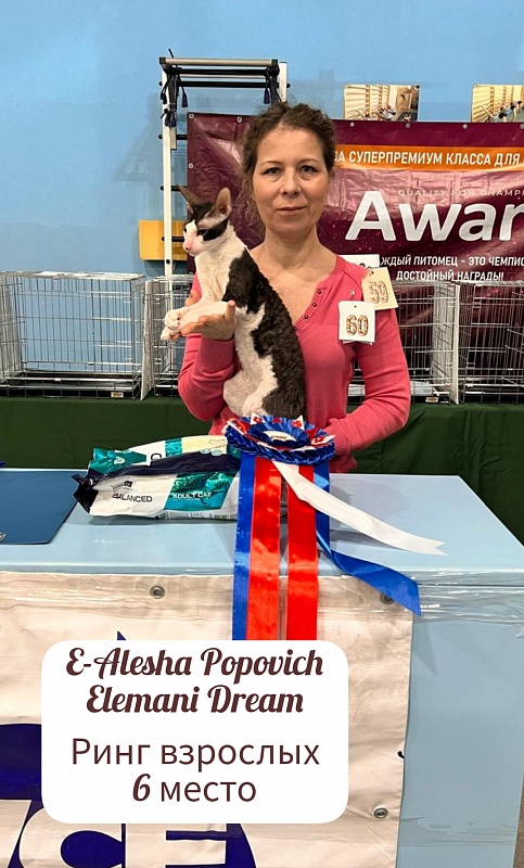 E-Alesha Popovich Elemani Dream - Adult cornish rex 10 months 1 week