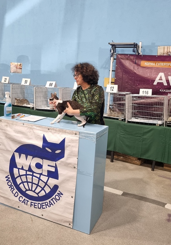 E-Alesha Popovich Elemani Dream - Adult cornish rex 10 months 1 week