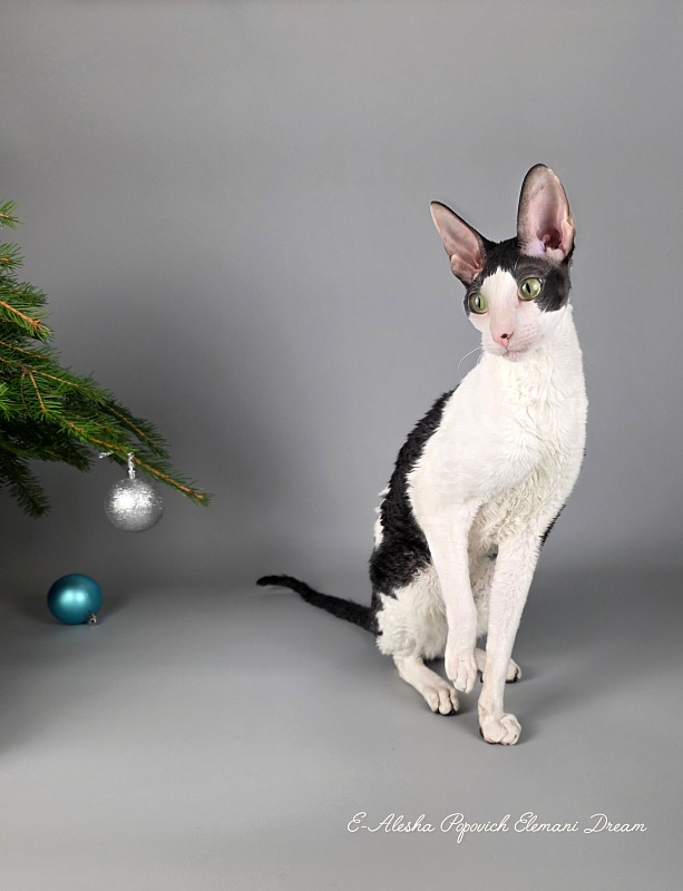 E-Alesha Popovich Elemani Dream - Adult cornish rex 1 year 6 months 2.5 weeks