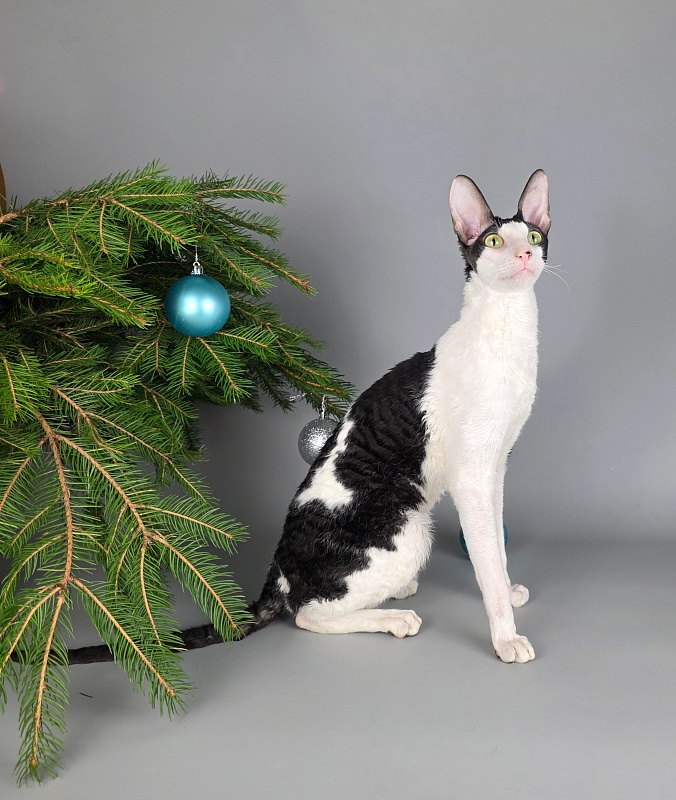 E-Alesha Popovich Elemani Dream - Adult cornish rex 1 year 6 months 2.5 weeks