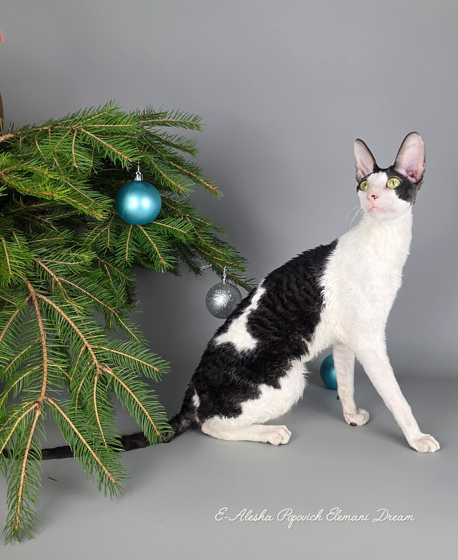 E-Alesha Popovich Elemani Dream - Adult cornish rex 1 year 6 months 2.5 weeks