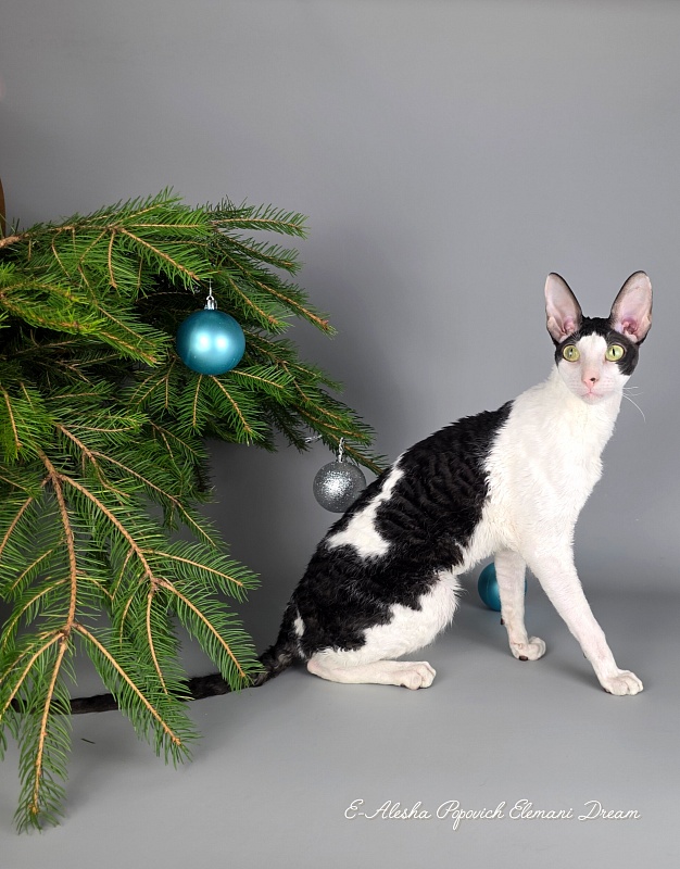 E-Alesha Popovich Elemani Dream - Adult cornish rex 1 year 6 months 2.5 weeks