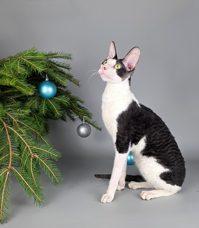 E-Alesha Popovich Elemani Dream - Adult cornish rex 1 year 6 months 2.5 weeks