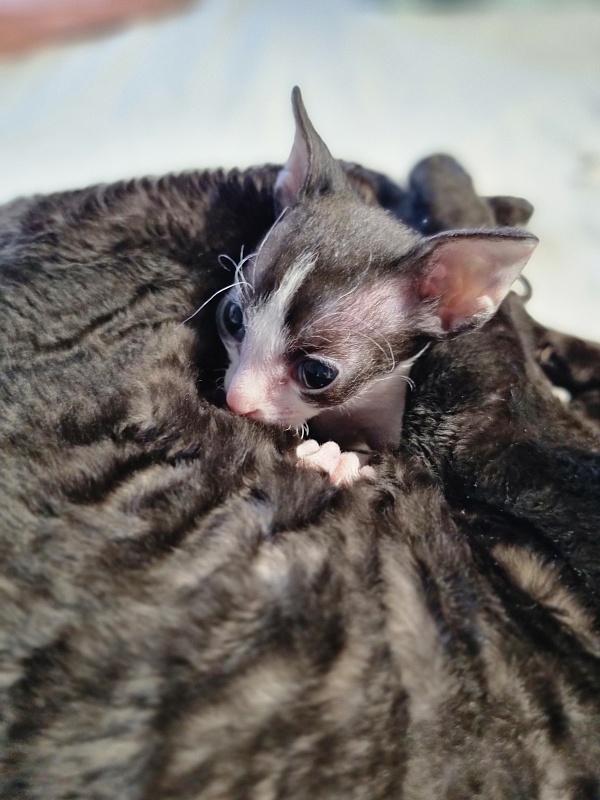 Fialka Elemani Dream - Kitten cornish rex 1 month