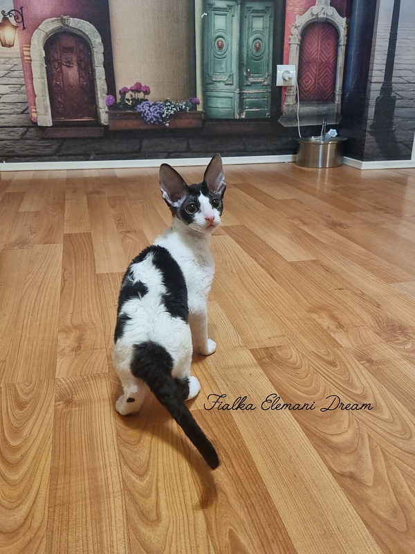 Fialka Elemani Dream - Kitten cornish rex 3 months 0.5 weeks