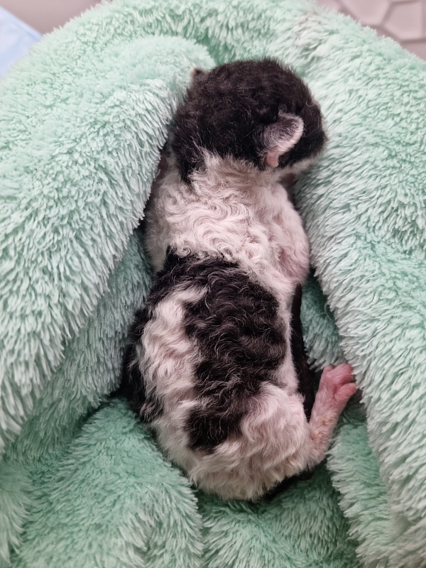 Fialka Elemani Dream - Kitten cornish rex