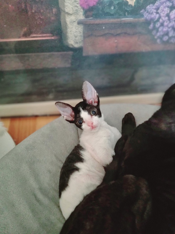 Fialka Elemani Dream - Kitten cornish rex 2 months