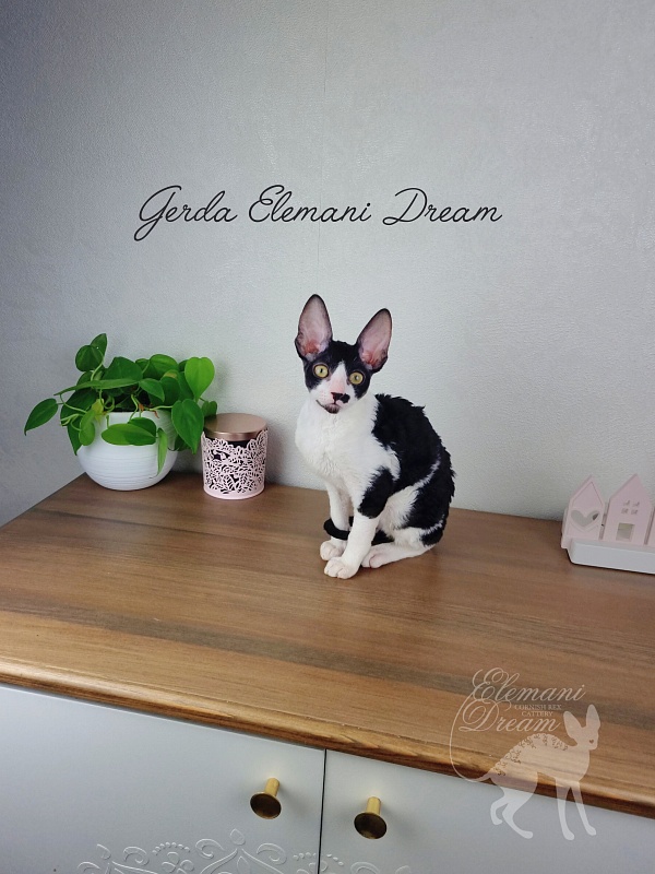 Gerda Elemani Dream - Kitten cornish rex 3 months