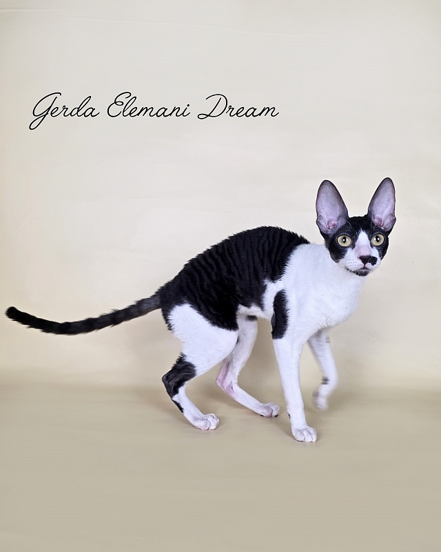 Gerda Elemani Dream - Adult cornish rex 10 months