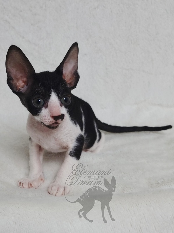 Gerda Elemani Dream - Kitten cornish rex 1 month 1 week