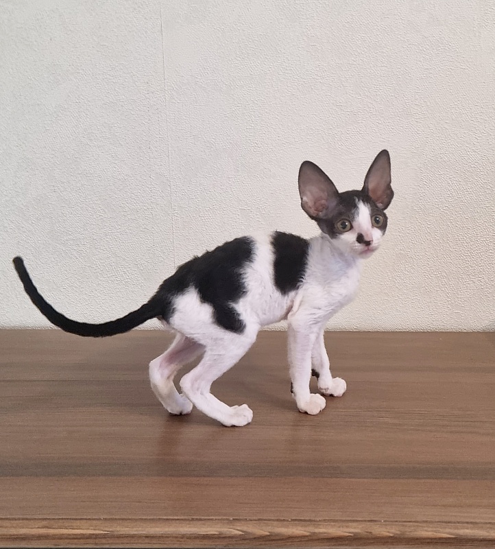 Grafinya Vishenka Elemani Dream - Kitten cornish rex 2 months 1 week
