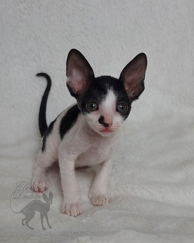 Grafinya Vishenka Elemani Dream - Kitten cornish rex 1 month 1 week