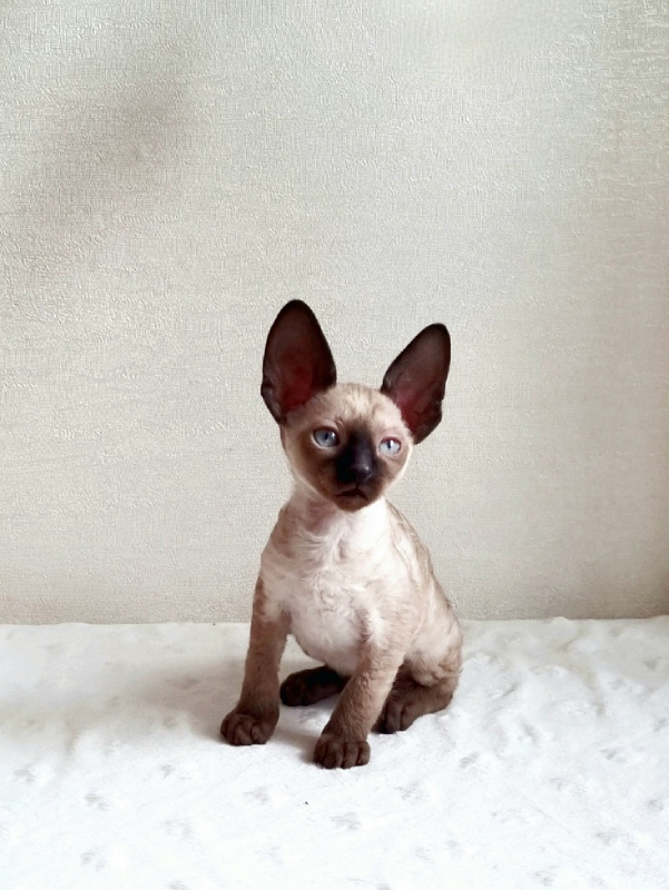 Gretel Elemani Dream - Kitten cornish rex 1 month 2.5 weeks