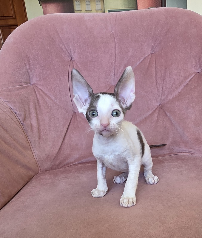 Hello Kitty Elemani Dream - Kitten cornish rex 1 month 2 weeks