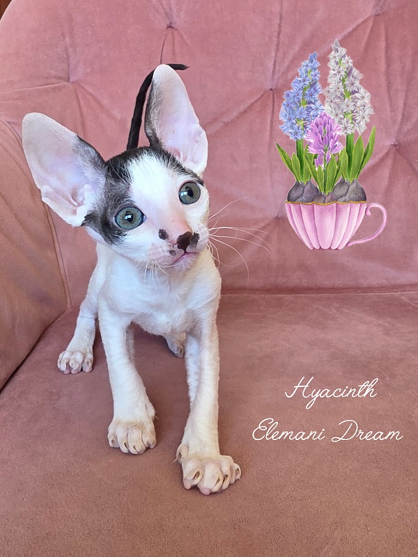 Hyacinth Elemani Dream - Kitten cornish rex 1 month 2 weeks