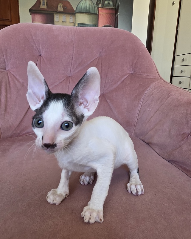 Hyacinth Elemani Dream - Kitten cornish rex 1 month 2 weeks