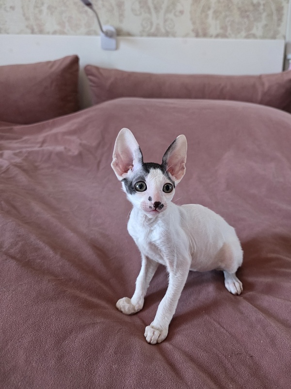 Hyacinth Elemani Dream - Kitten cornish rex 2 months 0.5 weeks