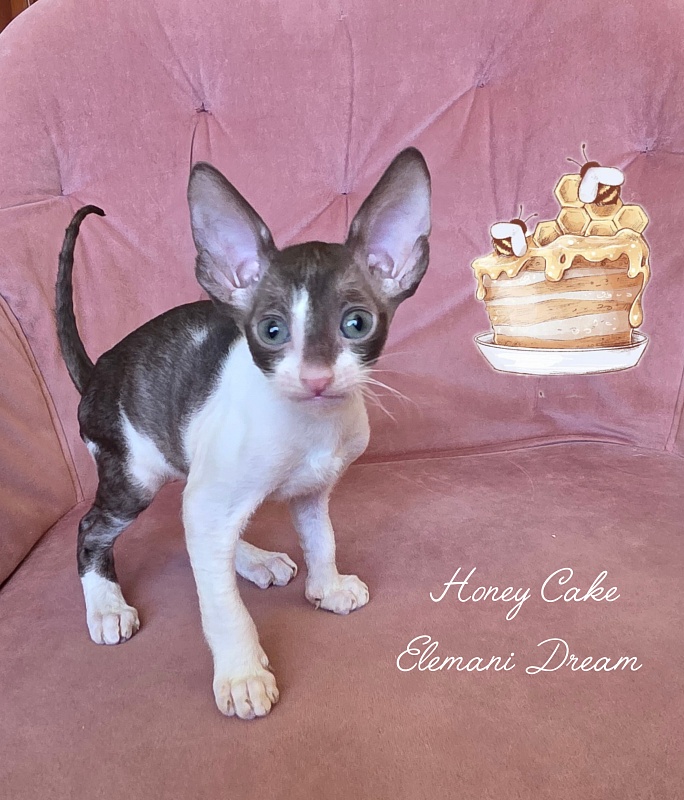 Honey Cake Elemani Dream - Котенок корниш-рекс 1 месяц 2 недели