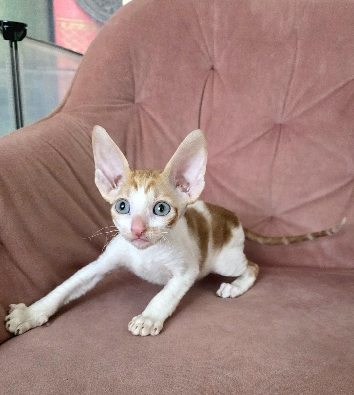 Happy Fox Elemani Dream - Kitten cornish rex 1 month 2 weeks